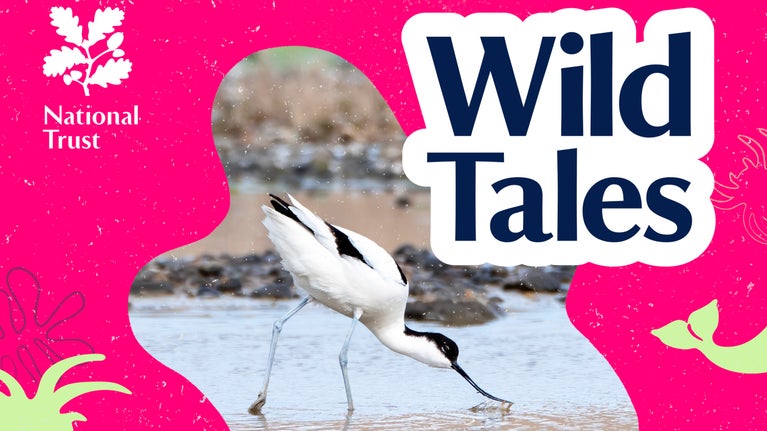 A bright pink poster for Wild Tales, the National Trust podcast. In the centre, a black and white wading bird dips their beak into the blue-grey water.